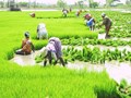 Govt to Extend Area under Development for Summer Crops by Fifty Percent