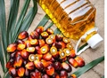 Falling Export Demand Continues Hammering Malaysian Palm Oil Markets