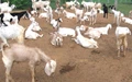 Goat Farming: Means for Getting Maximum Profit with Low Investment
