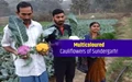 Cauliflower Cultivation: Multicolored  Cauliflowers of Sundergarh