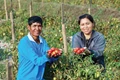 This Tomato Variety : Perfect for Food Processing  Industry