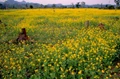 India Likely to Launch Plans to Increase the Production of Oil Seeds & Cut Imports of Vegetable Oil in Budget 2021
