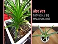 2 Big Mistakes to Avoid While Taking Care of Aloe Vera Plant