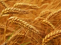 Good News for Farmers: Yogi Government Announces Increase in Wheat MSP by Rs. 50