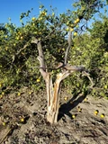 Wind Damage in Southern California Orchards, USA