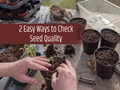 How to Check Seed Quality at Home?