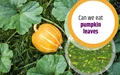Medical Benefits of Pumpkin Leaves and How to Eat Them