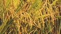 Weed Management strategies for Sustainable Rice Cultivation under dry seeding environment