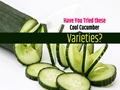 Best Cucumber Varieties Available in Indian Market