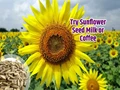 Uncommon Uses of Sunflower: Try Them Today