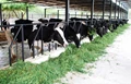 Dairy Development Schemes of Government of India
