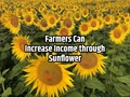 How to Increase Income through Sunflower Cultivation? 5 Important Tips