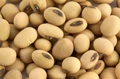 NAFED to Sell Soybean in Maharashtra Next Week