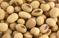 NAFED to Sell Soybean in Maharashtra Next Week