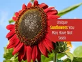 5 Exotic Colored Sunflowers You May Have Not Seen Before