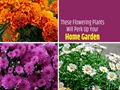 Top 10 Flowering Plants for Home Garden
