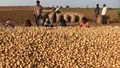 Profitable Potato Contract Farming in MP, Farmers Getting Fair Price