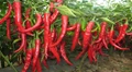 Indian Institute of Horticulture Research Develops Chilli Hybrids Resistant to Leaf Curl Virus