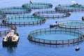 The Latest Investment Opportunities in Aquaculture and Beyond