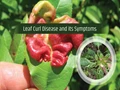 What is Leaf Curl Disease? What are its Symptoms?