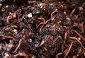 How to Make Vermicompost at Home; Check Step-by-Step Process
