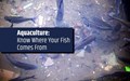 What is Aquaculture? Do You Know Where Your Fish Comes From?