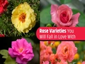 Top 12 Rose Species classified in India