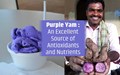 Purple Yam: The Show Stopper of Tuber Mela; an Excellent Source of Antioxidants and Nutrients
