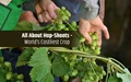 Hop-Shoots Cultivation: How to Grow World’s Costliest Crop in Indian Soil; Step by Step Guide