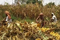NAFED to Purchase 2L MT Maize and 60K MT Peas in Bihar