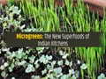 How to Use Microgreens in Indian Recipes? Children Will Eat Them Delightfully