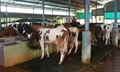 Five Important Diagnostic Tests for Successful Dairy Farming