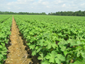 Cotton Markets Trading Firm – Farmers Receive Good Returns