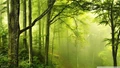 International Day of Forests 2021: Reafforestation is the Key to Recovery & Well-being