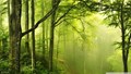 International Day of Forests 2021: Reafforestation is the Key to Recovery & Well-being
