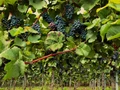 Californian Wine Grape Planting Trends