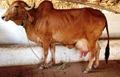 Top 10 High Demanding Milk Producing Cattle Breeds in India