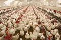 Poultry Farming Business: This Institute is Offering Training to Start Poultry Farm; Registration Started