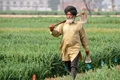 MSP will be Transferred Electronically to Punjab & Haryana Farmers; No Change in APMC Market