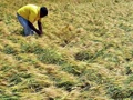 Unseasonal Rains and Hailstorms Damage Rabi Crops in Maharashtra