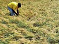 Unseasonal Rains and Hailstorms Damage Rabi Crops in Maharashtra