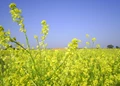 Mustard Mission: Increased Interest of Farmers in Mustard Cultivation brings Excellent Yield
