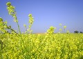 Mustard Mission: Increased Interest of Farmers in Mustard Cultivation brings Excellent Yield