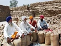 Centre Purchased Paddy worth 1.23-Lakh Crore So Far at MSP