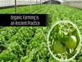 What is Organic Farming? Principles, Benefits and Pitfall