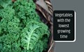 7 Vegetables That Grow Quickly