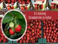 Strawberry Cultivation in India: Arid Area ‘Miracle’