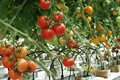 Wild Tomato Genome is  valuable insights for Tomato Growers