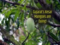 Gujarat’s Kesar Mangoes Under Threat of White Fungus