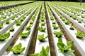 Why Hydroponic Farms are Trending in India?